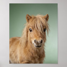 Retrato de pony Shetland bebé - Animal lindo para