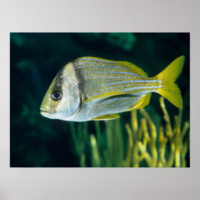 Póster Retrato de Porquis Atlántico (Frente)