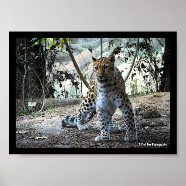 Póster Retrato de postura de leopardo (Frente)