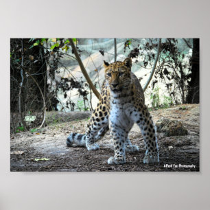 Póster Retrato de postura de leopardo