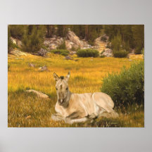 Retrato de potro de caballo buckskin
