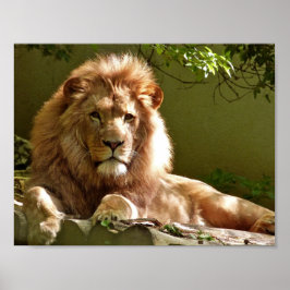 Póster Retrato de primer plano del león
