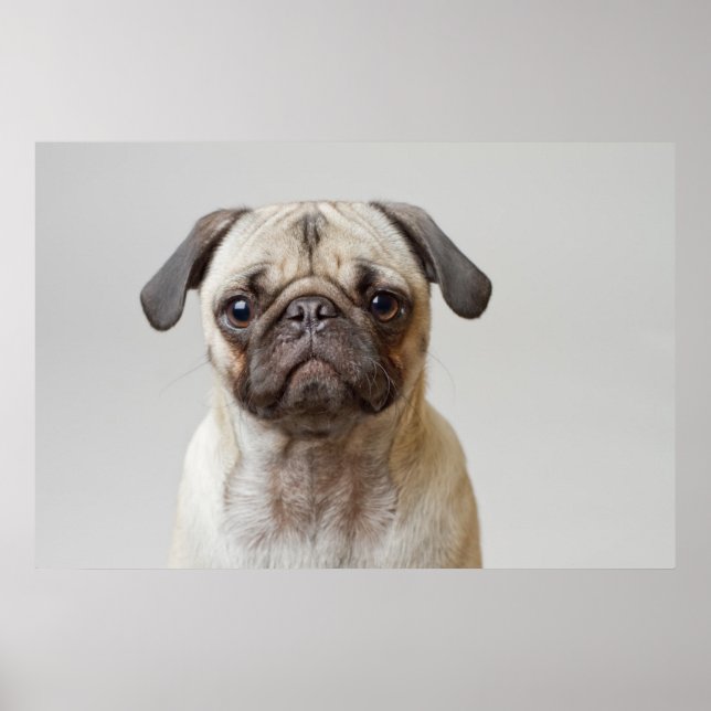 Póster Retrato de Pug (Frente)