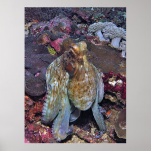Póster Retrato de pulpo ondulado