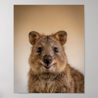 Póster Retrato de Quokka Bebé – Pared de Animales de Guar
