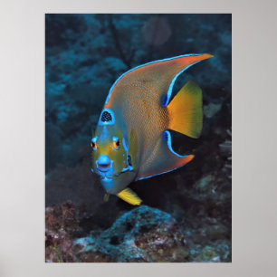 Póster Retrato de Reina Ángel