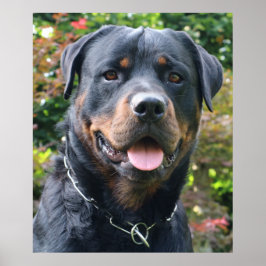 Póster Retrato de Rottweiler