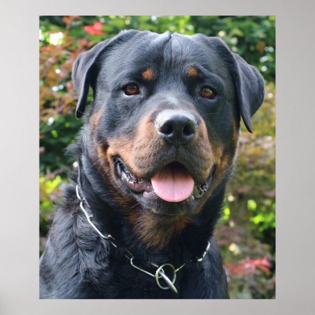 Póster Retrato de Rottweiler (Frente)
