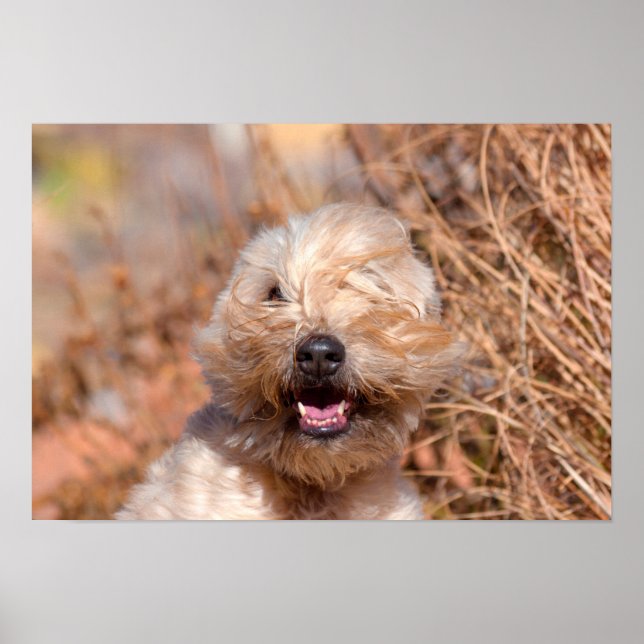 Póster retrato de Soft Coated Wheaten Terrier (Frente)