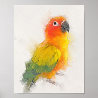 Póster Retrato de Sun Conure