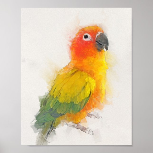 Póster Retrato de Sun Conure (Frente)