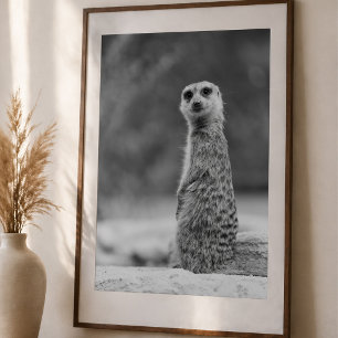 Póster Retrato de suricata en blanco y negro Fauna silves