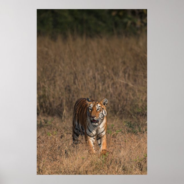 PÓSTER RETRATO DE TIGRE (Frente)