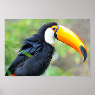 Póster Retrato de toco toucan