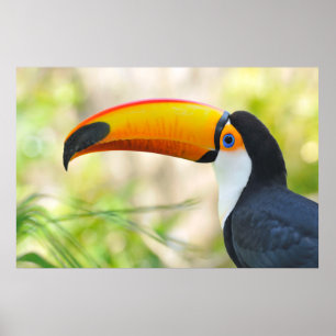 Póster Retrato de toco toucan
