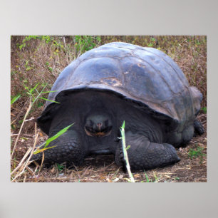 Póster Retrato de tortuga