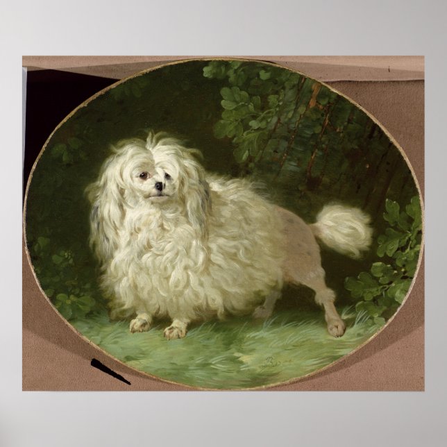 Póster Retrato de un caniche (Frente)