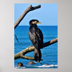 Póster Retrato de un cormorán