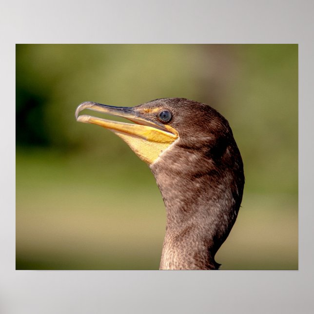Póster Retrato de un cormorán (Frente)
