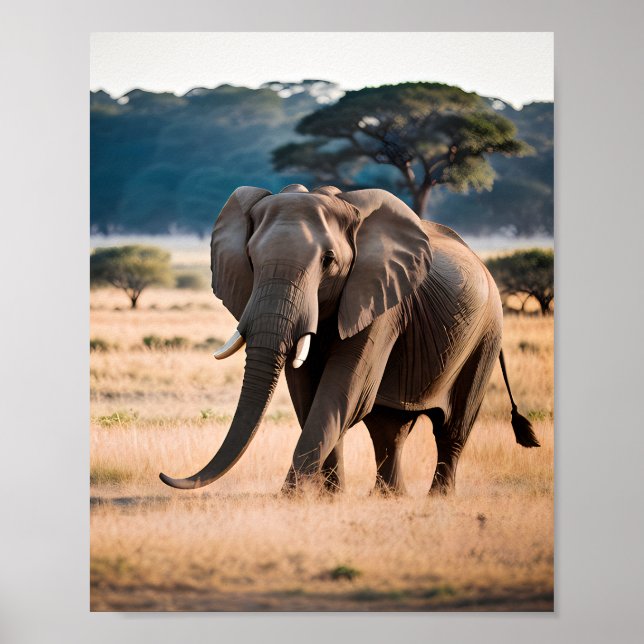 Póster Retrato de un elefante (Frente)