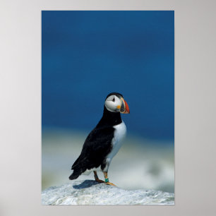Póster Retrato de un frailecillo atlántico