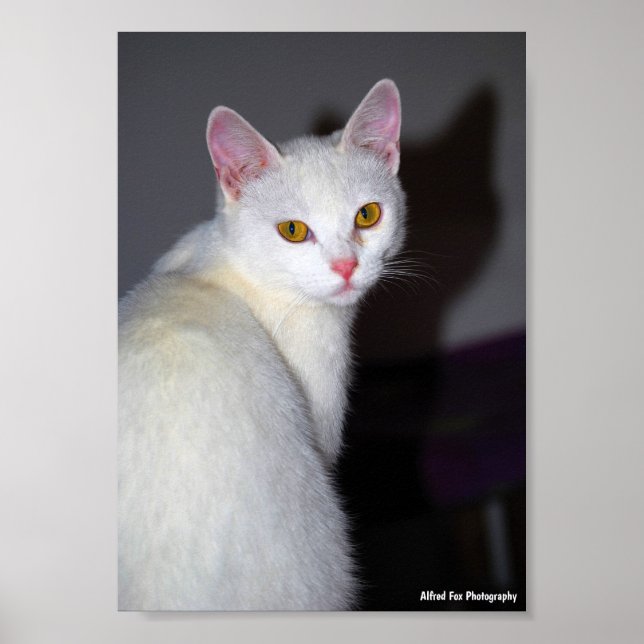 Póster Retrato de un gato blanco (Frente)