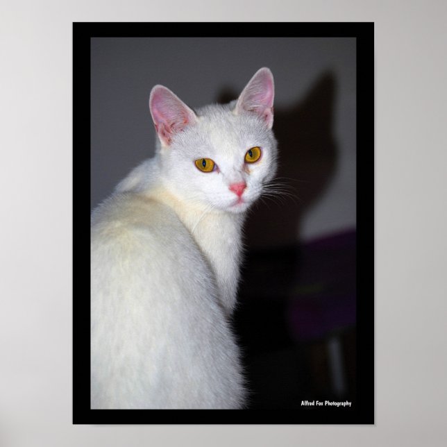 Póster Retrato de un gato blanco (Frente)