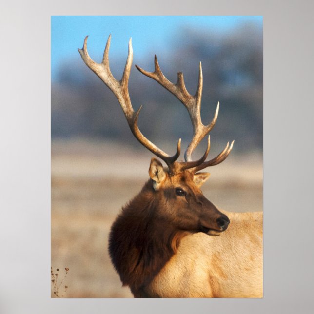 Póster Retrato de un impresionante alce toro (Frente)