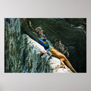 Póster Retrato de un lagarto oriental de jardín - Poster