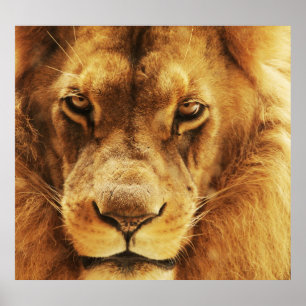 Póster Retrato de un león africano macho.