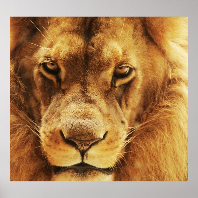 Póster Retrato de un león africano macho. (Frente)