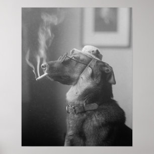 Póster Retrato de un perro, 1923. Foto antigua