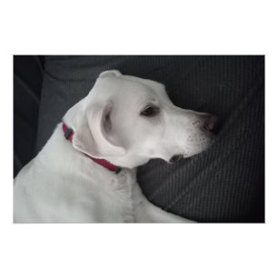 Póster Retrato de un perro blanco tradicional y clásico