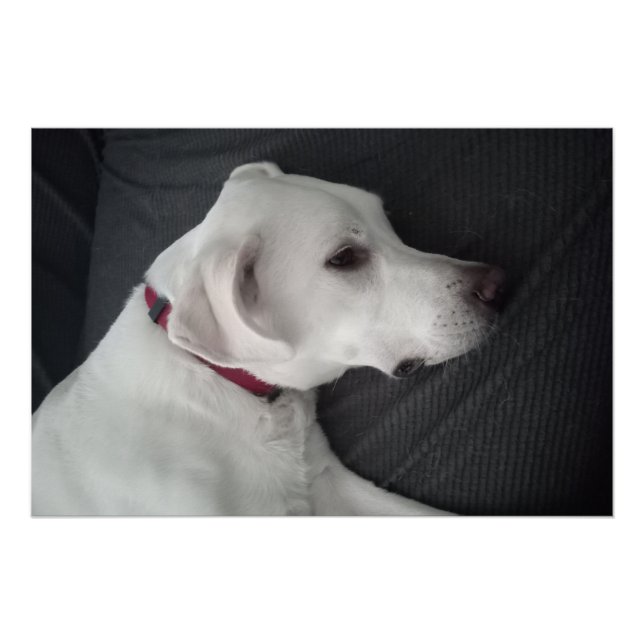 Póster Retrato de un perro blanco tradicional y clásico (Anverso)