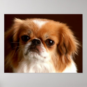 Póster Retrato de un perro español