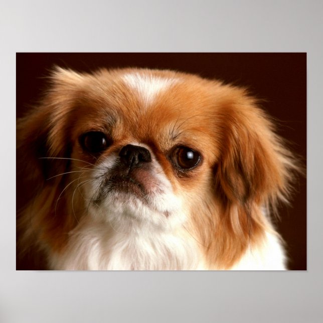 Póster Retrato de un perro Spaniel (Frente)