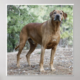 Póster Retrato de un Rhodesian Ridgeback
