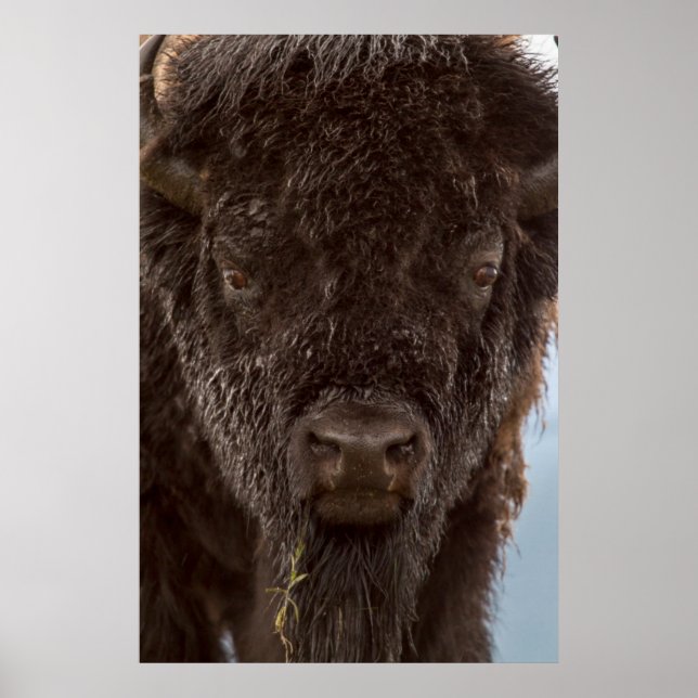Póster Retrato de un toro bisonte bajo la lluvia (Frente)
