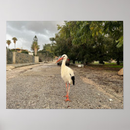 Póster Retrato de una cigüeña