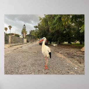 Póster Retrato de una cigüeña