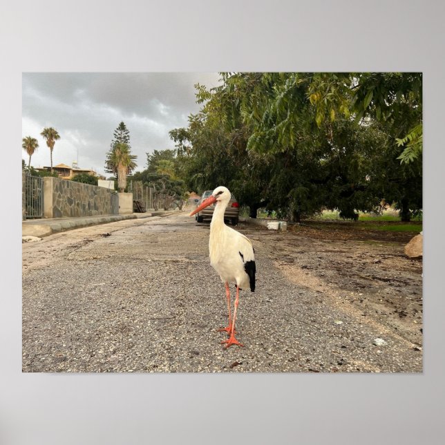 Póster Retrato de una cigüeña (Frente)