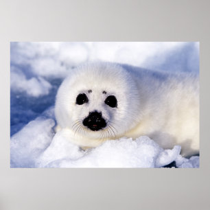 Póster Retrato de una cría de foca arpón