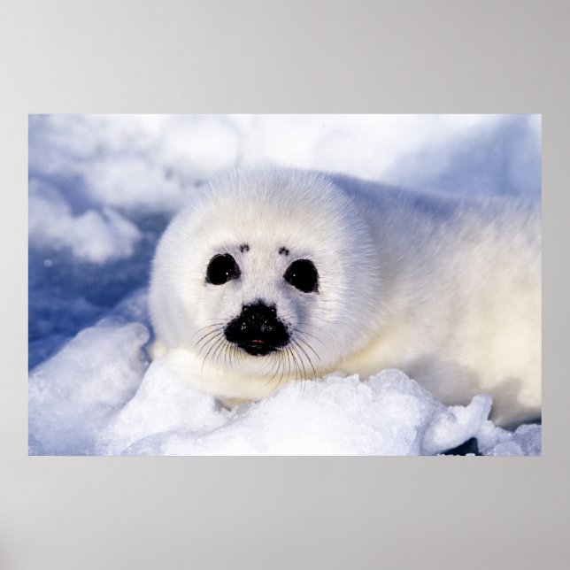 Póster Retrato de una cría de foca arpón (Frente)