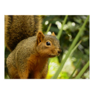 Póster Retrato de una fotografía animal de la naturaleza