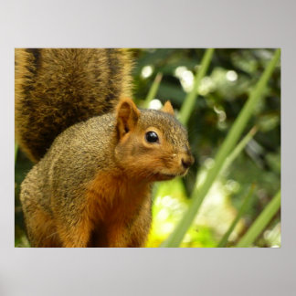 Póster Retrato de una fotografía animal de la naturaleza