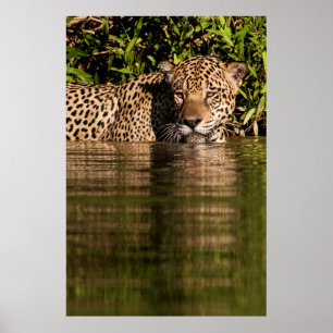 Póster Retrato de una natación jaguar