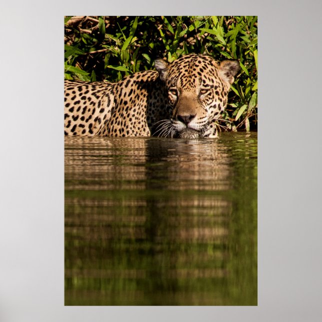 Póster Retrato de una natación jaguar (Frente)