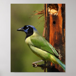 Póster Retrato de Urraca Verde Fotografía de Naturaleza