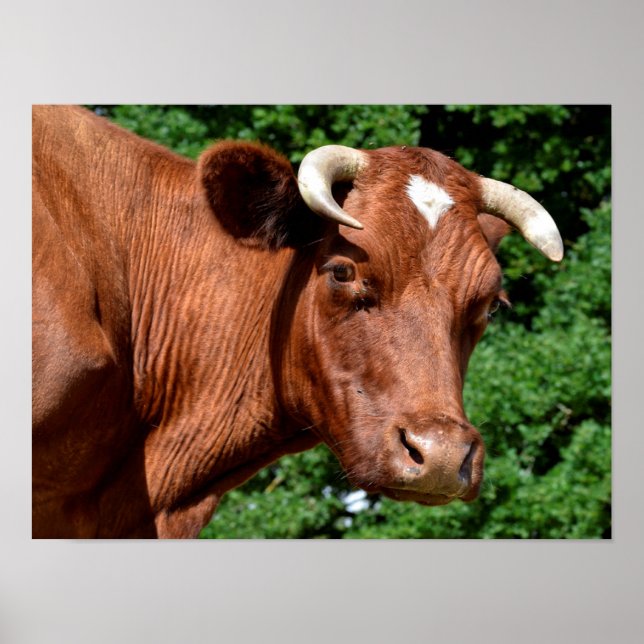 Póster Retrato de vaca en Francia (Frente)