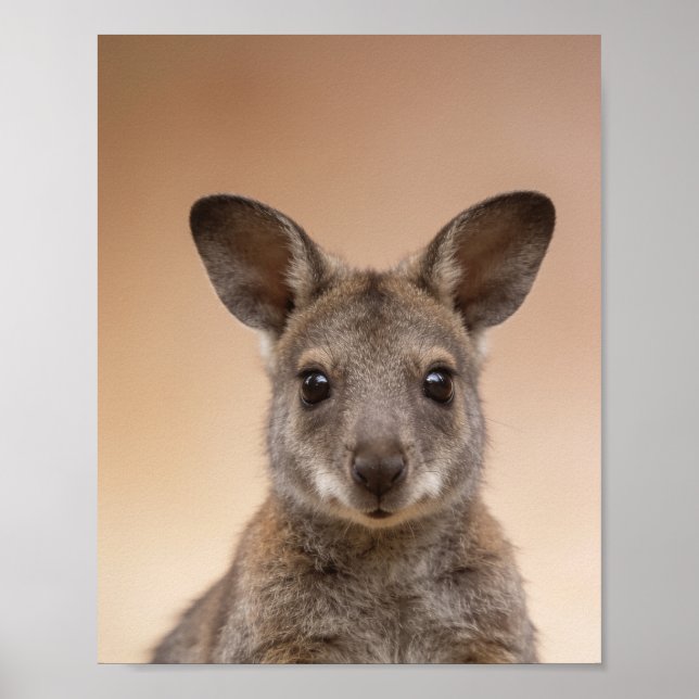 Póster Retrato de Wallaby Bebé – Pared de Animales de Gua (Frente)